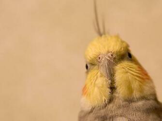 Gallery For Gt Cute Cockatiel Wallpaper