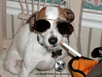 Jack Russell Terrier Jrtca Wallpaper