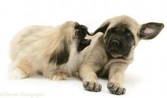 Dogs Pekingese Pup Biting Ear Of English Mastiff Photo Wp14853