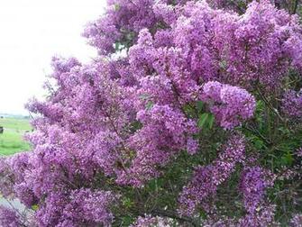 Lilacs In Bloom HD Walls Find Wallpaper