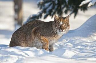 Bobcat Wallpaper Background