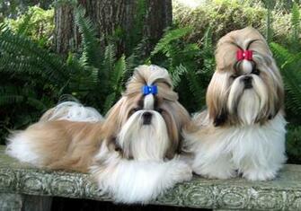 Shih Tzu Photo