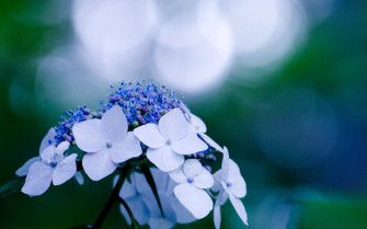 White Flowers Wallpaper