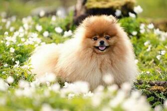 Wallpaper Spitz Dogs Animals