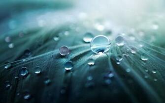 Macro Wallpaper HD Background Image Pics Photos