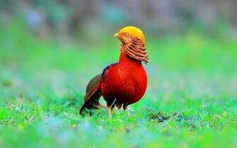 Red Bird Wallpaper