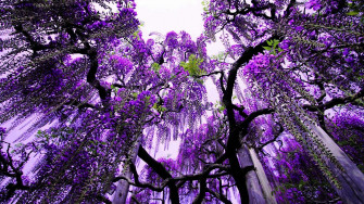 Purple Tree Wallpaper