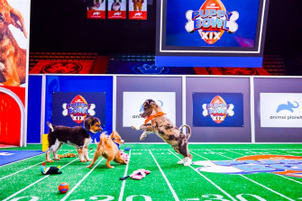 Watch Rescue Dogs Face Off In This Year S Puppy Bowl Abc17news