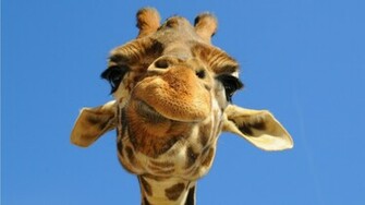 Disapproving Giraffe Wallpaper
