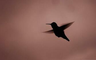 Hummingbird Silhouette Birds Desktop Wallpaper