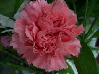 Pink Carnation Wallpaper