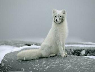Wallpaper Arctic Fox