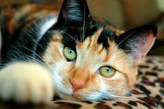 Desktop HD Wallpaper S Calico Cats