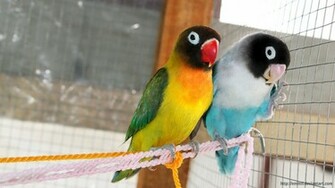 Lovebird Wallpaper