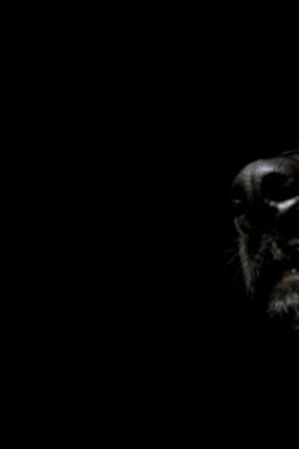 Black Background Wallpaper
