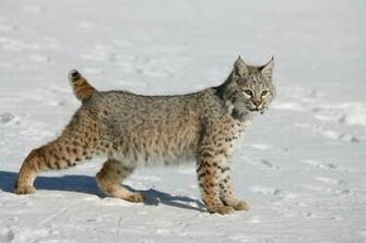 Bobcat Vs House Cat Wallpaper