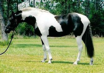 Black And White Pinto Horse Pictures Brown