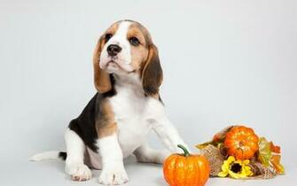 Beagle Wallpaper For Desktop 16434za Picserio