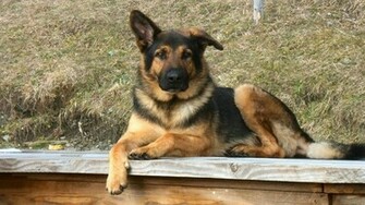 German Shepherd 1080p HD Wallpaper
