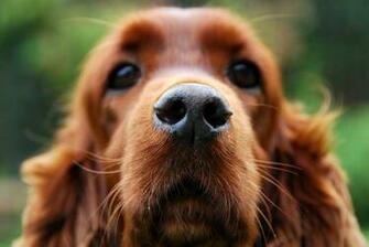 Cocker Spaniel Computer Wallpaper Desktop Background