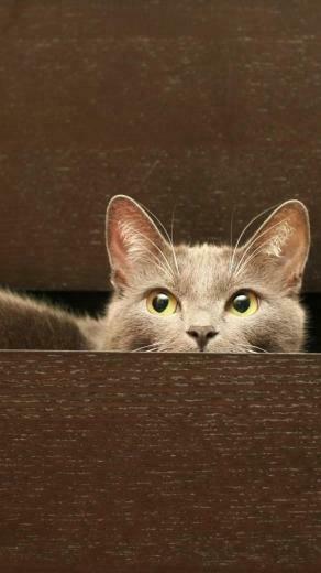 Cat Galaxy S4 Wallpaper HD