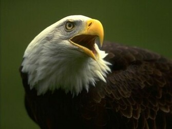 Eagle Wallpaper