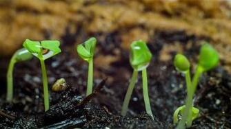 Hyperspectral Imaging Big Data In Agriculture Gamaya