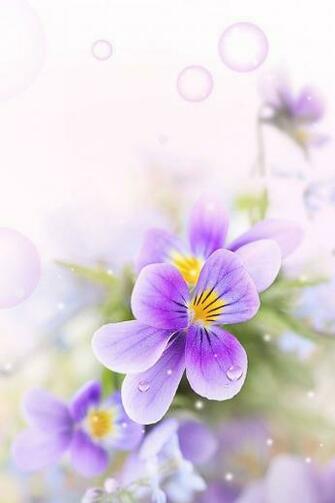 Purple Flower Garden iPhone Wallpaper HD