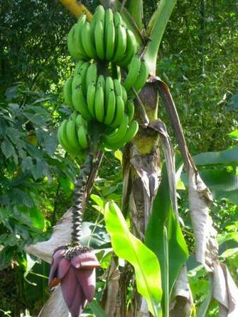 Banana Tree Picturesbanana Cake