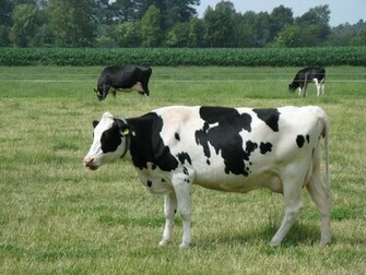 File Cow Img Jpg Wikipedia The Encyclopedia