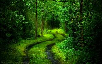 Beautiful Green Forest Path
