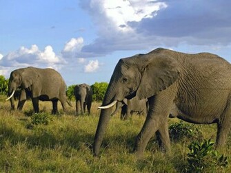 Elephants Splendid Wallpaper HD