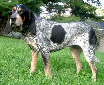 Best Bluetick Coonhound Wallpaper Redbone