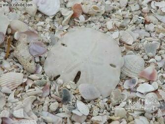 Sand Dollar Beach Cupcake Photo Sharing Picture