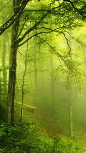 Forest Wallpaper iPhone Share This On
