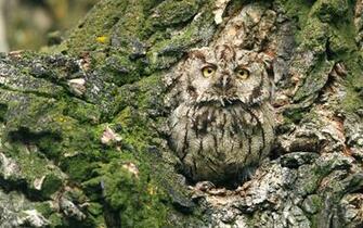 File Name High Quality Photo Of Owl Wallpaper Western Scoop