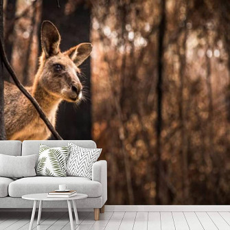 Amazon Peel And Stick Wallpaper Worried Looking Kangaroo In