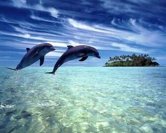 Beautiful Of Hawaii Dolphin Wallpaper Full HD