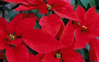 Poinsettia Wallpaper