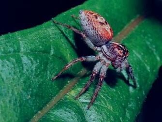 Jumping Spider Wallpaper