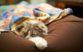 Lazy Cat Wallpaper Animal
