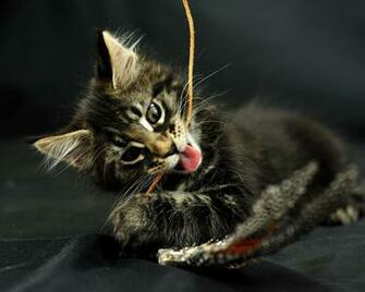 Pictures Lolcat Funny Cat Desktop Wallpaper Picture