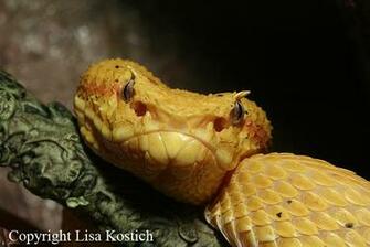 Eyelash Viper Pictures