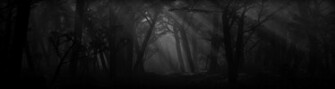 Spooky Forest Wallpaper Path Shadows