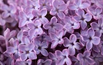 Lilac Wallpaper