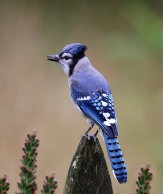 Wallpaper Sea Blue Jay Background