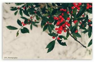 Berries Winter HD Wallpaper For Standard Fullscreen Uxga Xga
