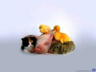 Cute Background For Kids Animal Photos Of Simple Reasons Why We