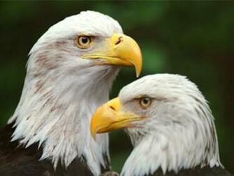 Birds Screensaver Screensavers Search