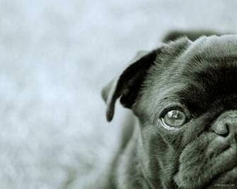 Black Pug Wallpaper